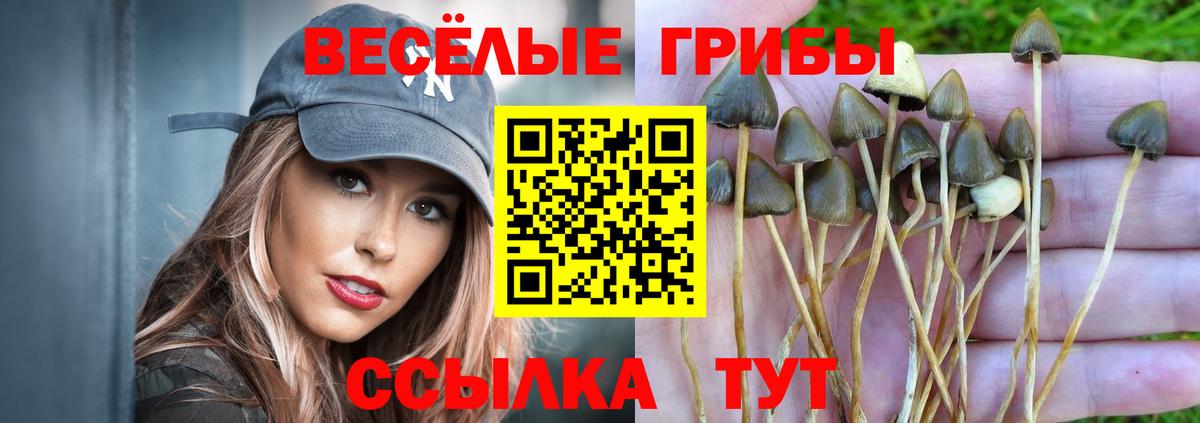 Псилоцибиновые грибы Cubensis Феодосия